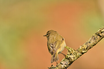 Naklejka premium mosquitero común posado en una rama con liquenes (Phylloscopus collybita)​
