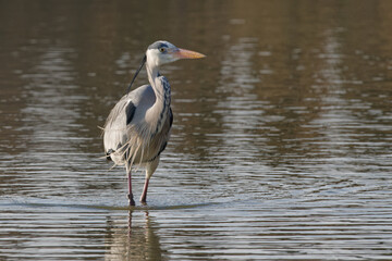  heron cendré
