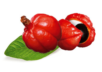 Guaraná - fruta típica da Amazônia