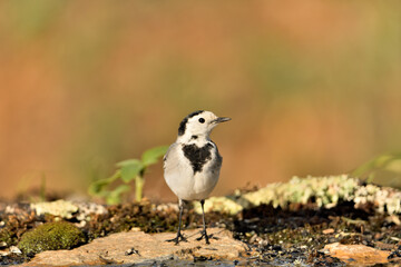 lavandera blanca buscando larvas en el estanque  (Motacilla alba) Marbella Andalucía España