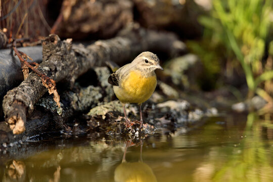 lavandera cascade&ntilde;a (Motacilla cinerea)