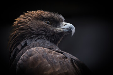 Golden Eagle in a misty rain