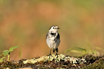 lavandera blanca en el estanque (Motacilla alba) Marbella Andalucía España 