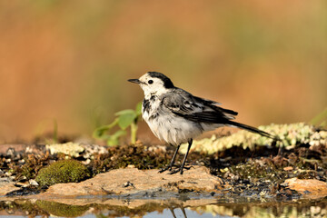 lavandera blanca en el estanque (Motacilla alba) Marbella Andalucía España 