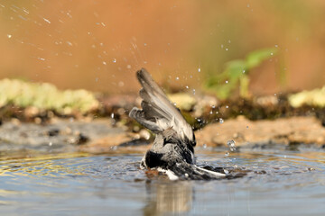 lavandera blanca bañandose en el estanque  (Motacilla alba) Marbella Andalucía España 