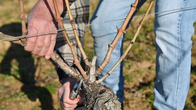 Winegrower pruning the vineyard with professional steel scissors. Traditional agriculture. Winter pruning, Guyot method. Footage.