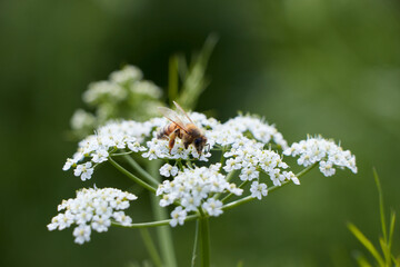 Bee collects pollen for honey. Anise flower field. caraway flower t. Fresh medicinal plant. Seasonal background. Blooming cumin field background on summer sunny day.
