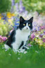 Cute cat, tuxedo pattern black and white bicolor, European Shorthair, sitting curiously in a...