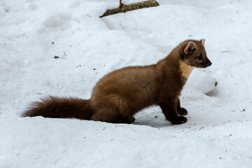 Baummarder