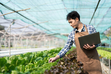 Asian man farmer working in organic vegetables hydroponic farm. Male hydroponic salad garden owner...