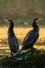 Two great cormorants sitting on old wood in the river at sunrise. Genus Phalacrocorac carbo.