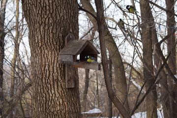 Three tits sit on the branches of a lime tree and a wooden feeder on a spring day