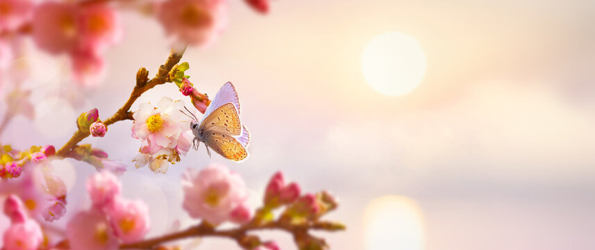 Spring tree flower background; Easter greeting card design with copy space;
