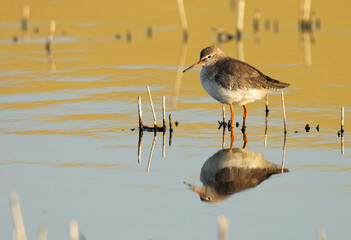Redshank at Asker marsh in t he morning light with reflection on water, Bahrain