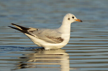 Black-headed gull feeding at Asker marsh, Bahrain