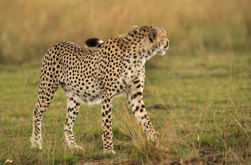 Closeup of a Cheetah walking in the mid of tall grasses, Masai Mara
