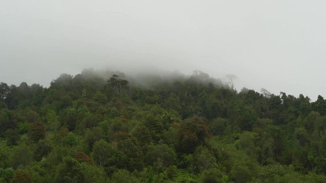 fog rising over the pacific temperate rain forest.