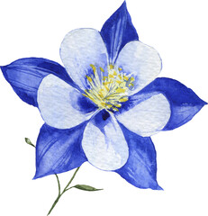Watercolor Hand Drawn Blue Star Flower Illustration On Transparent Background