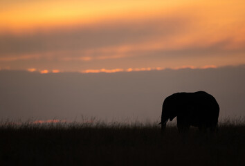 Fototapeta na wymiar An African elephant grazing during sunset, Masai Mara, Kenya