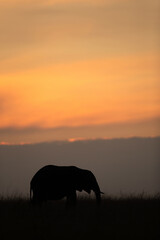 Silhouette of African elephant during sunset, Masai Mara, Kenya