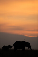 Silhouette of African elephant with calf and a bird flying during sunset, Masai Mara, Kenya