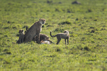 Cheetah with cubs feeding on kill at Masai Mara, Kenya