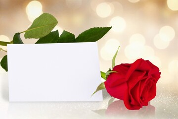 Blank Card and fresh red rose