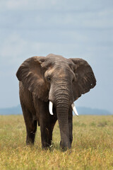 Fototapeta na wymiar A majestic African elephant grazing in Savannah, Masai Mara