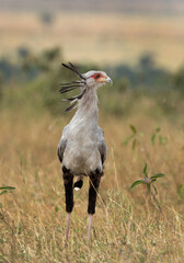 Portrait of a Secretary bird at Masai Mara, Kenya