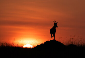 Dramatic sunrise and Topi on a mound at Masai Mara, Kenya