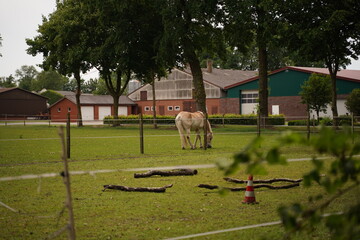 Obraz premium Brown horse is running on a paddock