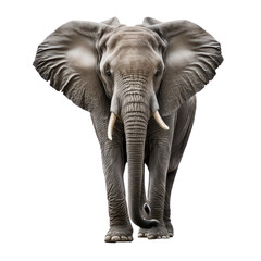 Obraz premium Elephant isolated on white, generative ai , PNG 