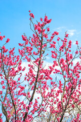咲き始めた梅の花（2023年2月）