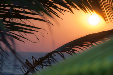 Sunset through palm tree leaf silhouette. Nature environment and travel freedom concept. sunset background