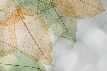 Naklejka na ściany i meble Beautiful green orange autumn leaves background, vein leaf textured foliage, organic design, natural light casts shadows above gray surface. Minimal Trend botanical landscape, macro nature