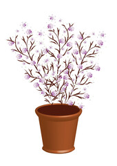 Spring sakura bush in a brown flower pot. Blooming garden park shrub plant with pink flowers in a container. Vector, jpg.