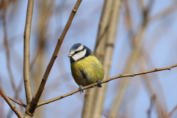 Fototapeta premium Blue Tit (Cyanistes caeruleas) Chilling on a twig