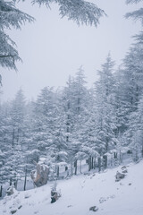 Blue Atlas Cedar Tree (Cedrus Atlantinca) covered by snow in chelia National Park, Algeria