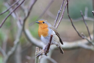 robin(Erithacus rubecula on a branch
