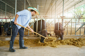 Portrait of Middle East Asian male farming worker feeds a cows with a grass hay in dairy farm. Worker in modern livestock industry and agricultural farming concept.