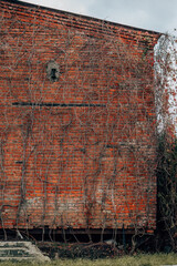 ivy or vine climbing plant growing on red brick wall of old house
