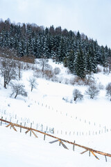 Landscape on the cold winter morning. Pine trees in the snowdrifts. Lawn and forests. Snowy background. Nature scenery. Location place Giresun Highlands, Black Sea - Turkey
