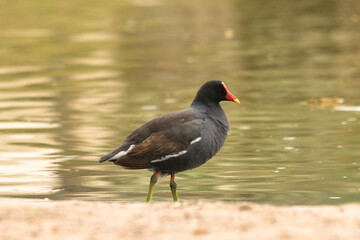 Close up black feather Common Gallinule or Gallinula galeata bird with red face and beak at Huacachina lake. Selective focus. Open space area. 