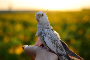 Gray parrot.Corella parrot.Pet cockatiel parrot.White-faced cockatiel.Beautiful cute...