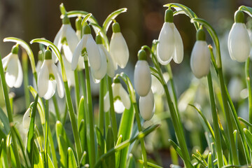 Schneegl&ouml;ckchen