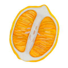 Hand draw watercolor lemon slice on white background