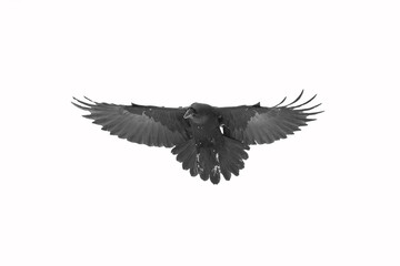 Birds flying raven isolated on white background Corvus corax. Halloween, silhouette of a large black bird in flight cut out on a white background for use in graphic arts