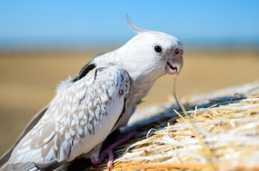 A parrot in a harness in an open space.Bird in a harness.Free range.Beautiful gray parrot...