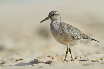 Shorebird - juvenile Calidris canutus, Red Knot on the Baltic Sea shore, migratory bird Poland Europe