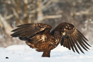 Majestic predator White-tailed eagle, Haliaeetus albicilla in Poland wild nature